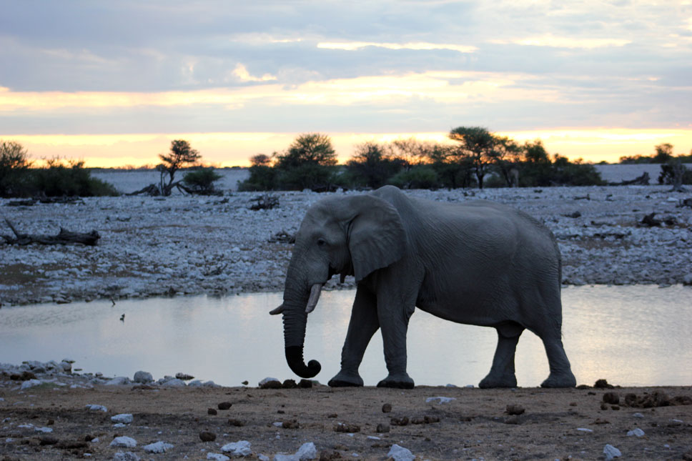 safari-namibia-etosha-elefante