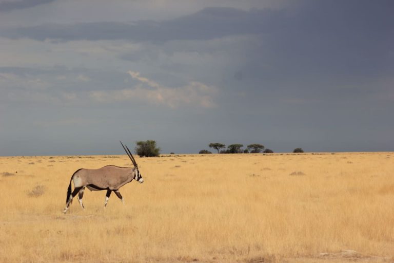 ¿Cómo visitar el Parque Nacional de Etosha? 681 Como-visitar-Etosha