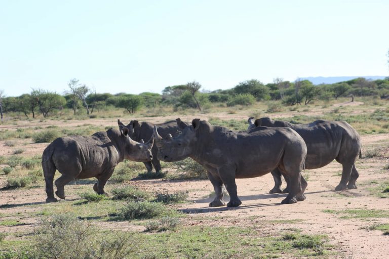 Visita a la reserva privada de Otjiwa 800 Reserva-Otjiwa