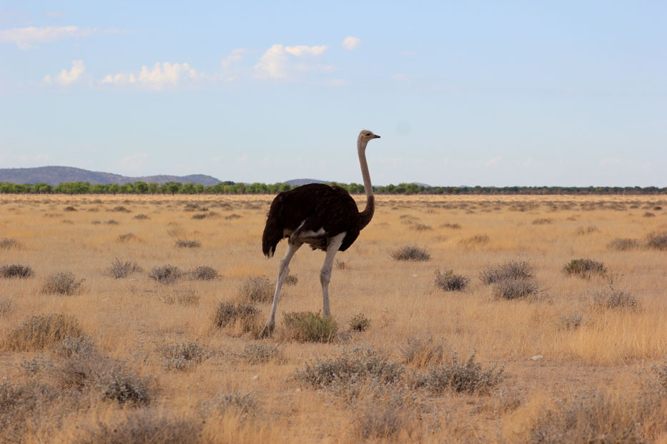 safari-etosha-avestruz