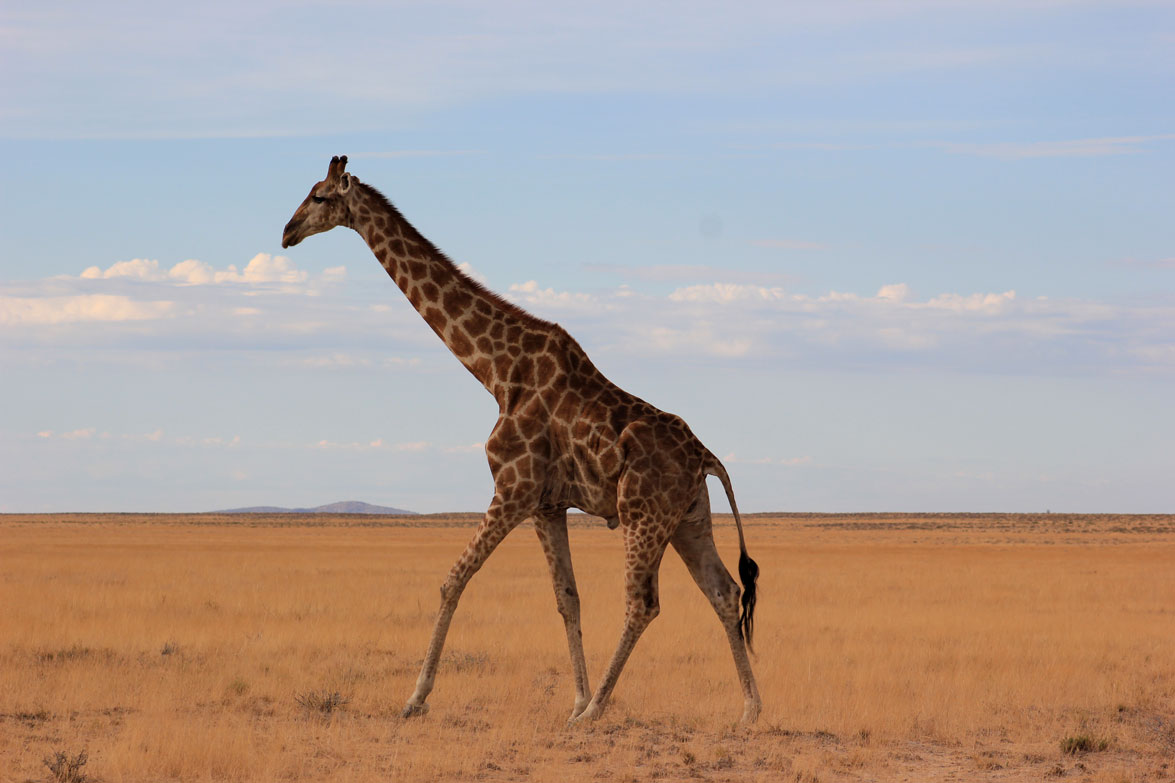 safari-etosha-jirafa