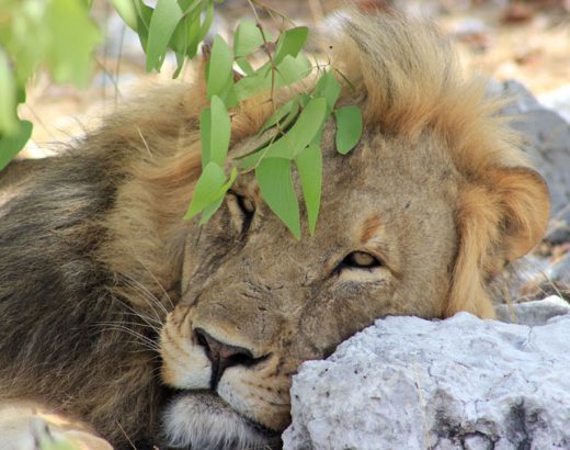 safari-namibia-leon-mirando