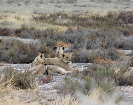 viaje-namibia-etosha-leonas