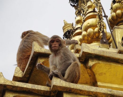 katmandu-templo-de-los-monos-nepal