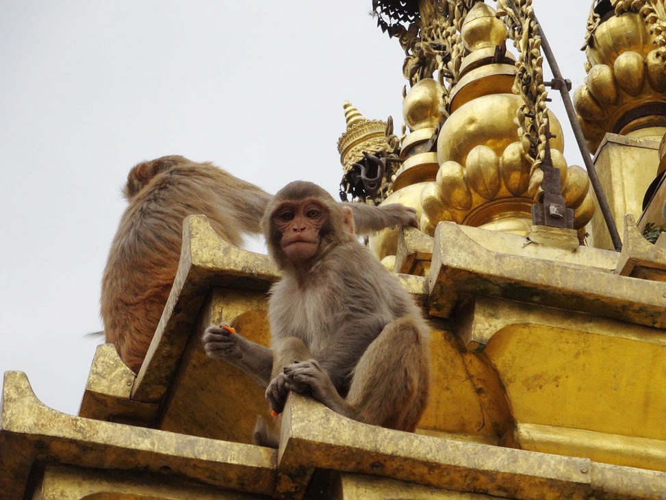 katmandu-templo-de-los-monos-nepal
