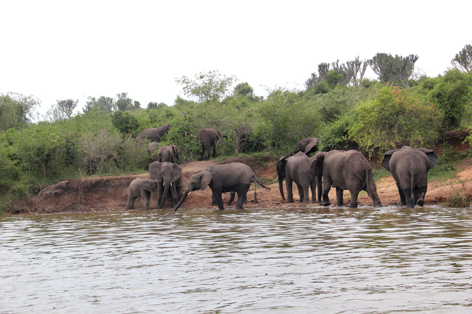 safari-canal-kazinga-uganda-familia-elefantes