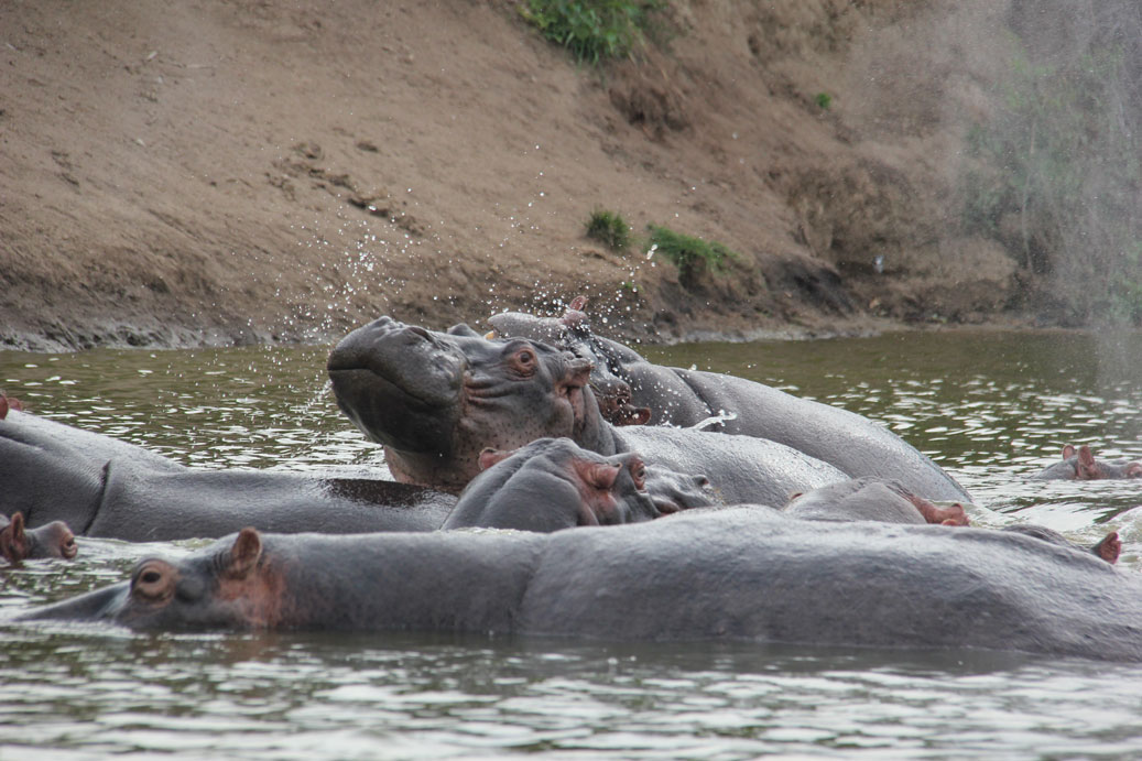 safari-canal-kazinga-uganda-hippos