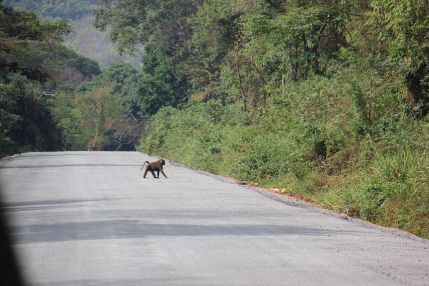 safari-uganda-babuino-carretera