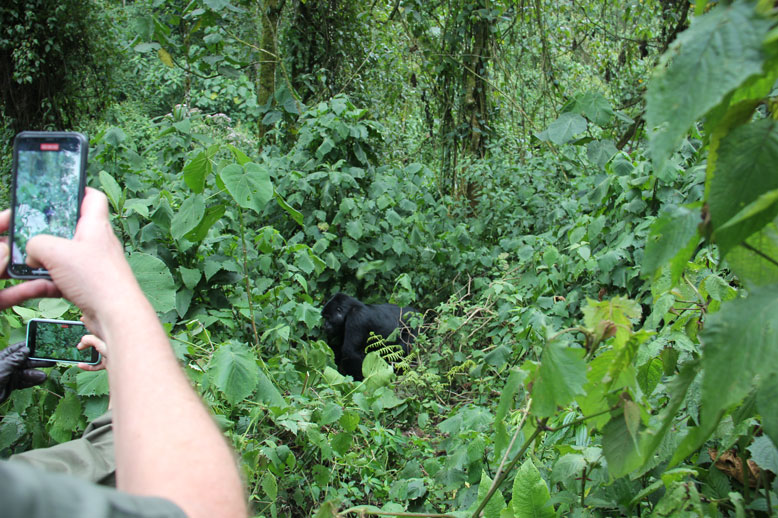 safari-uganda-bwindi-gorila-3