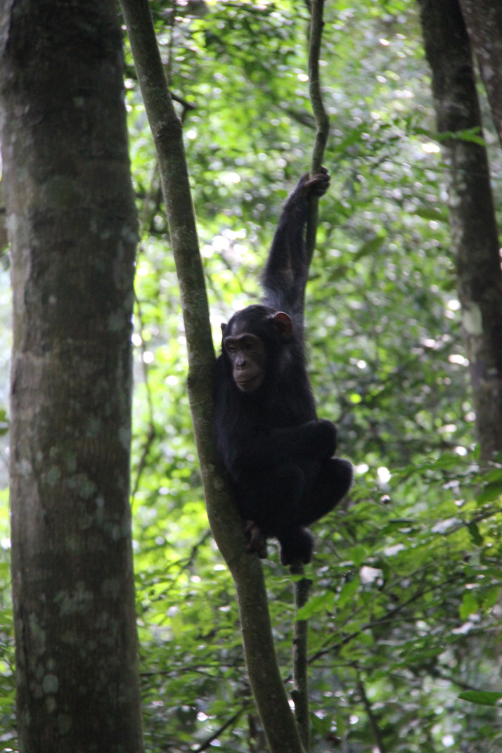 safari-uganda-kibale-chimpances-11