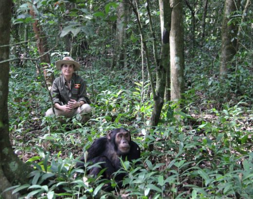ver chimpances en uganda