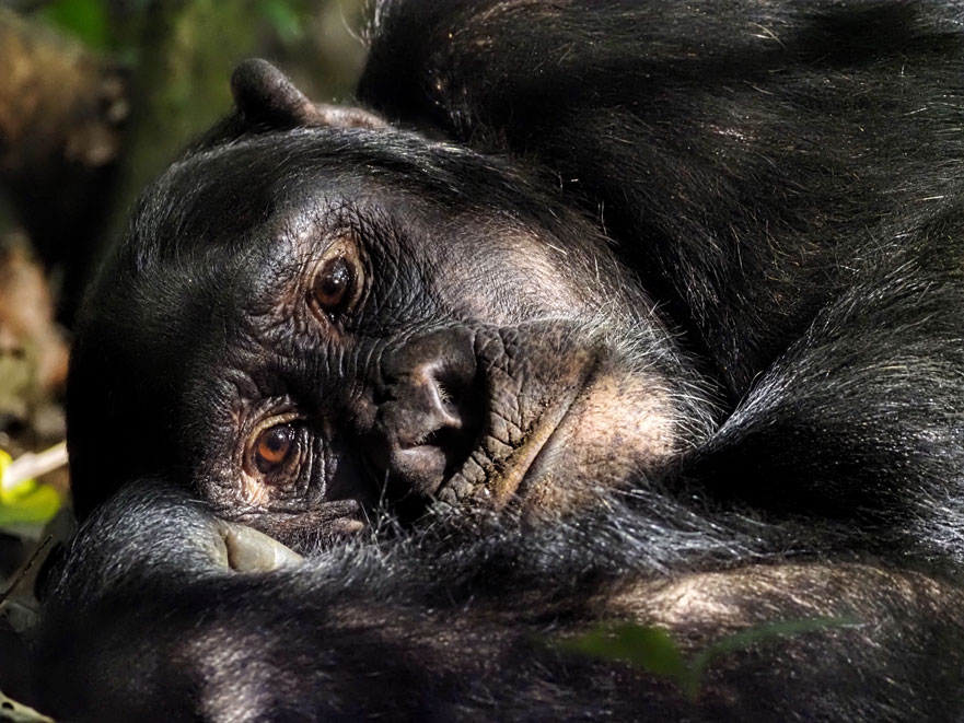 safari-uganda-kibale-chimpances-18