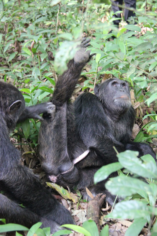 safari-uganda-kibale-chimpances-8