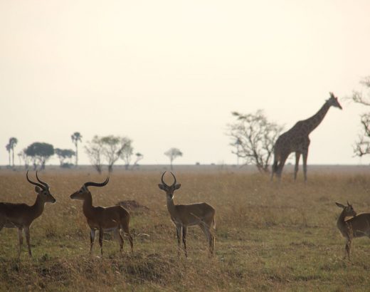 safari-uganda-murchison-gacelas