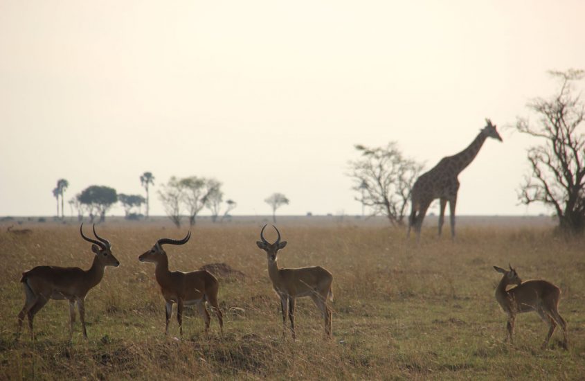Safari por el Parque Nacional Murchison Falls