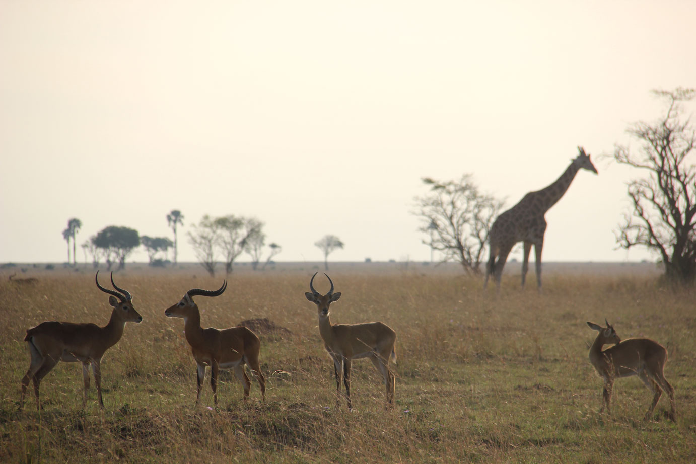 safari-uganda-murchison-gacelas