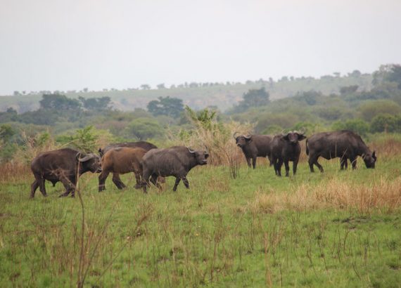 safari-uganda-queen-elisabeth-bufalos