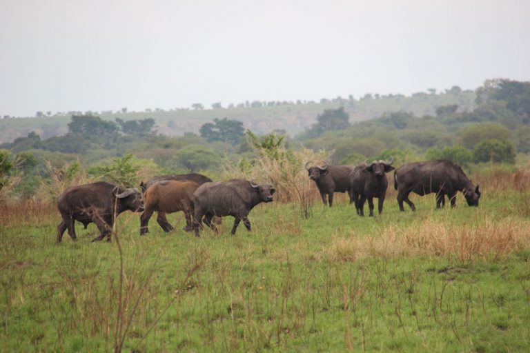 Safari por el Parque Nacional Queen Elizabeth 187 safari-uganda-queen-elisabeth-bufalos