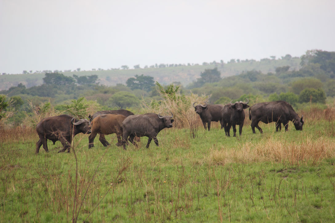 safari-uganda-queen-elisabeth-bufalos
