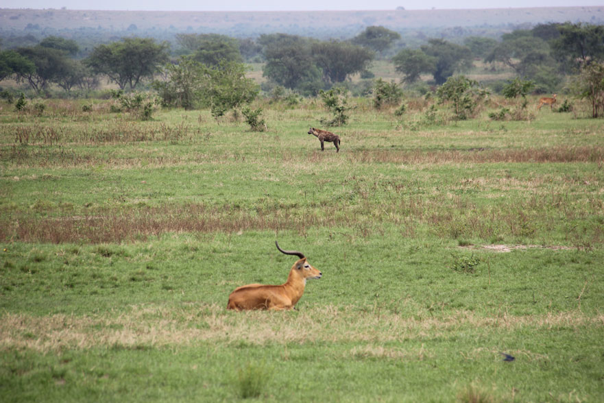 safari-uganda-queen-elisabeth-hiena-impala