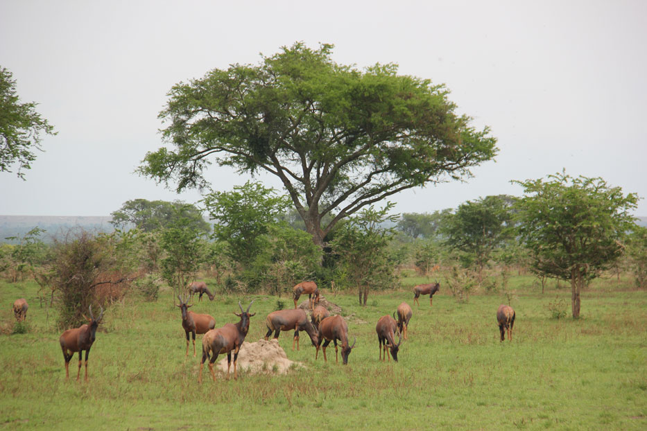 safari-uganda-queen-elisabeth-topis