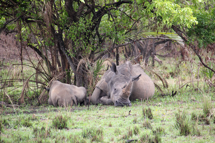 safari-uganda-ziwa-rhino-rinocerontes