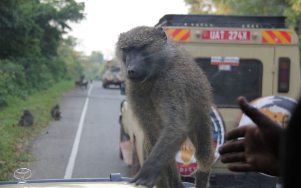 viaje-uganda-babuino-coche
