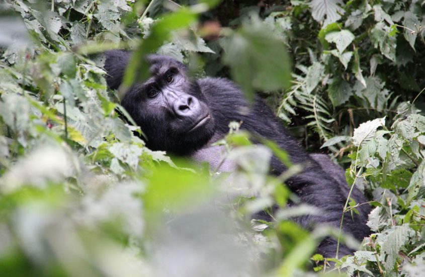 Trekking para ver gorilas en Uganda: Consejos y recomendaciones