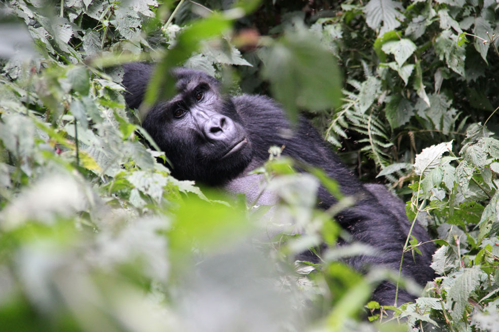Trekking para ver gorilas en Uganda