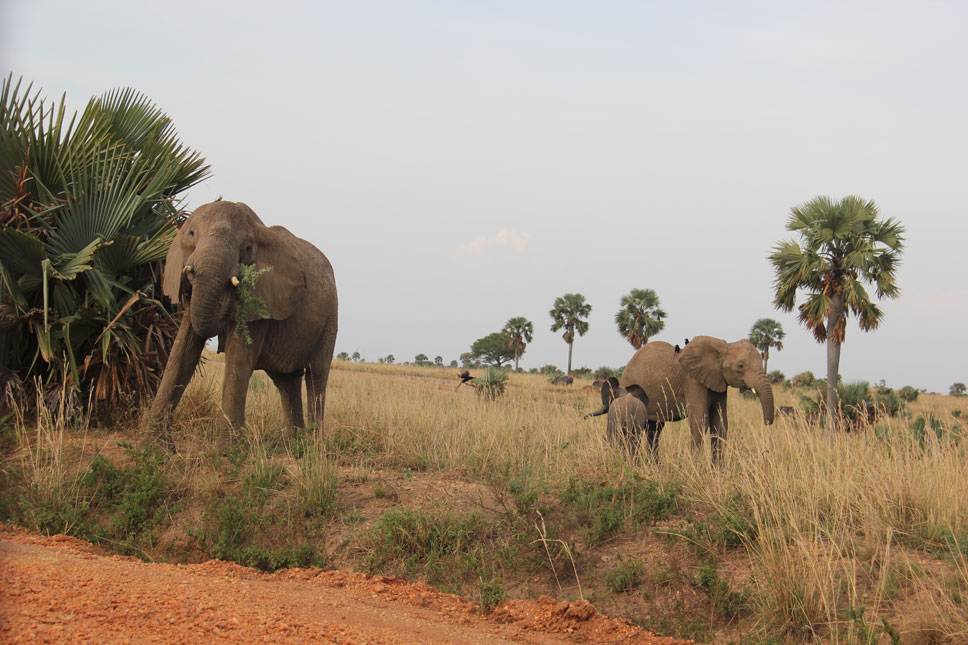 viaje-uganda-murchison-familia-elefantes