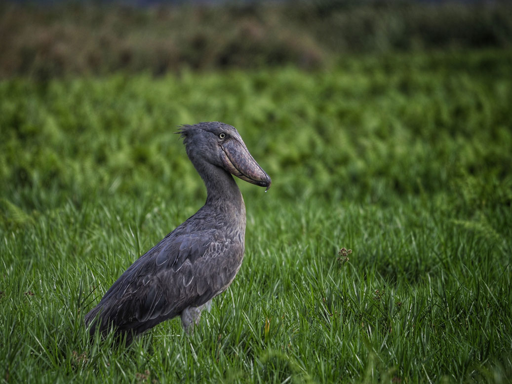 Ver el picozapato en Uganda
