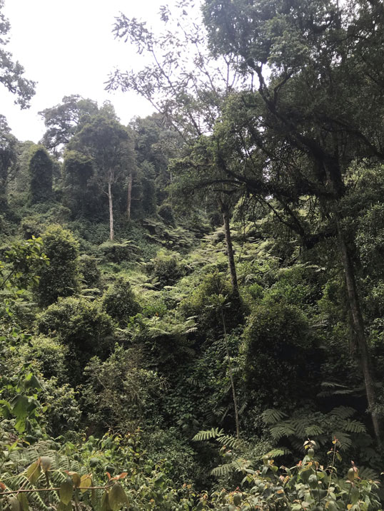 viaje-uganda-selva-tropical