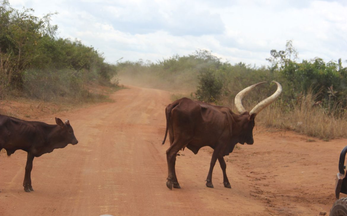 viaje-uganda-vaca-ankole-1