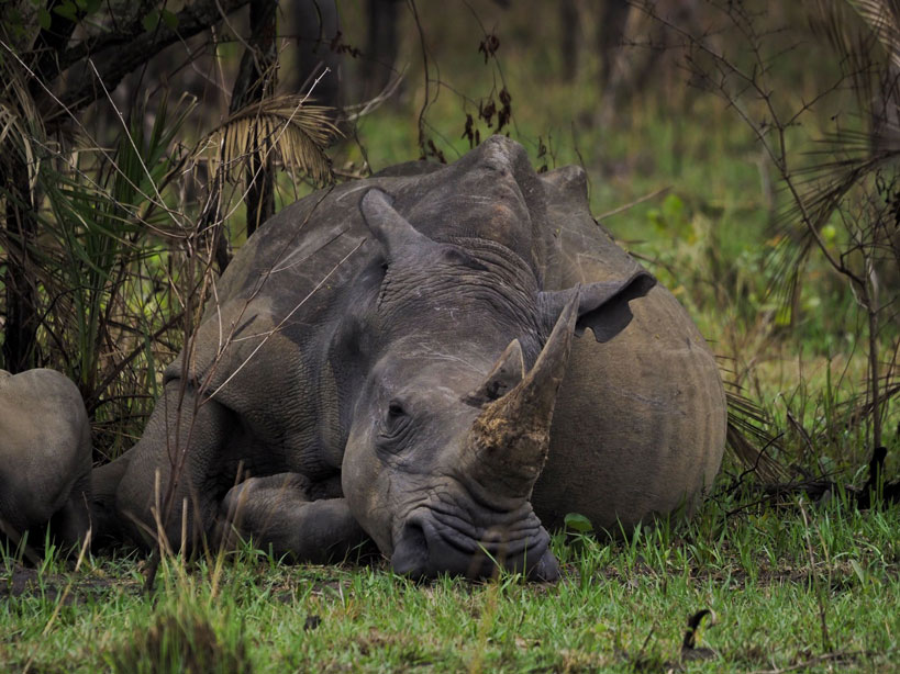 viaje-uganda-ziwa-rhino