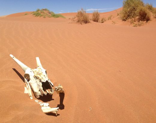 que ver en el desierto del namib