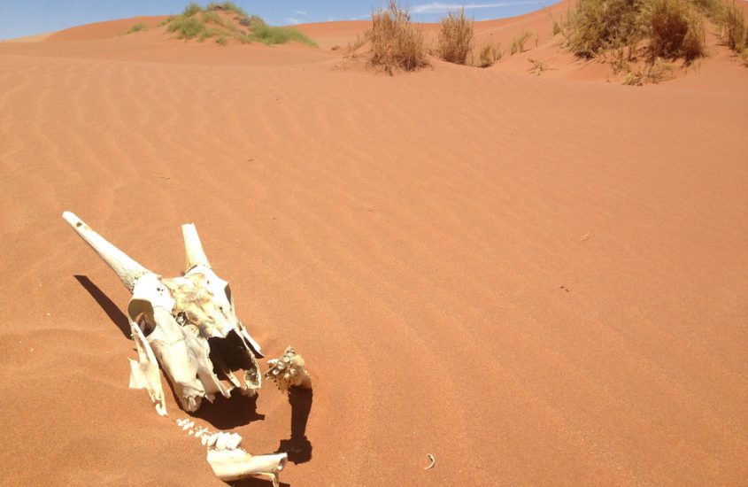 Que ver en el desierto del Namib
