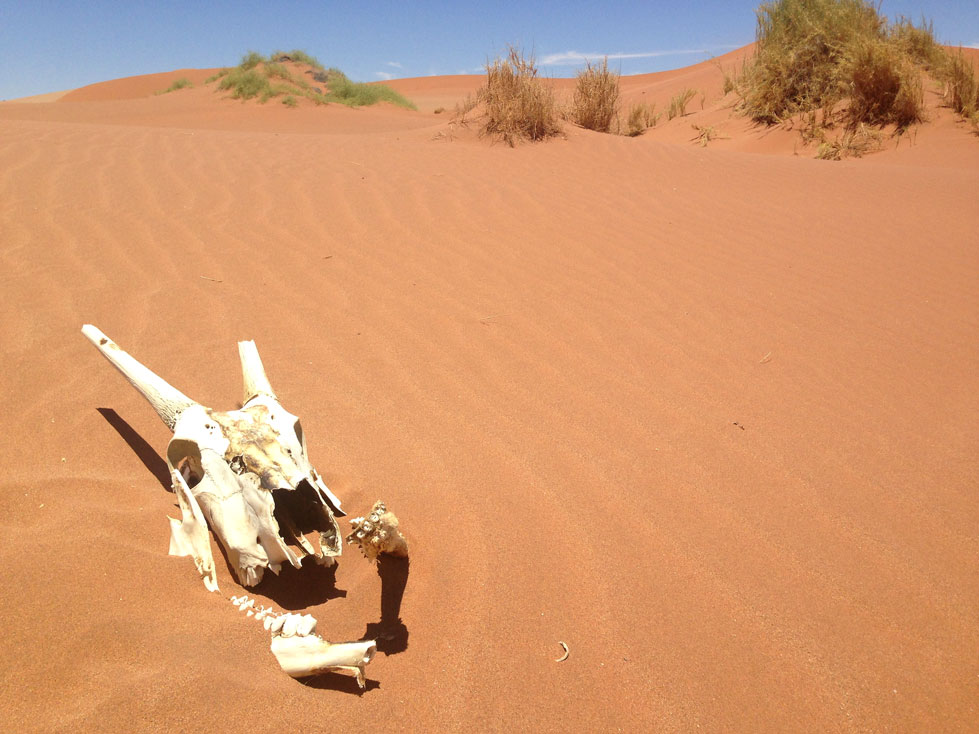que ver en el desierto del namib