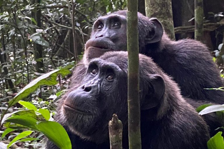 Que ver en Uganda en 10 días 242 que-ver-en-uganda-en-10-dia