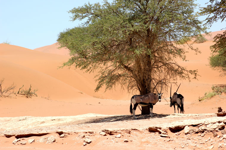 viaje-namibia-desierto-deadvlei-oryx